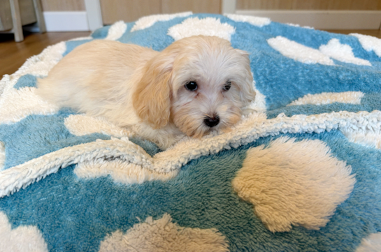Cute Malt a Poo Poodle Mix Puppy