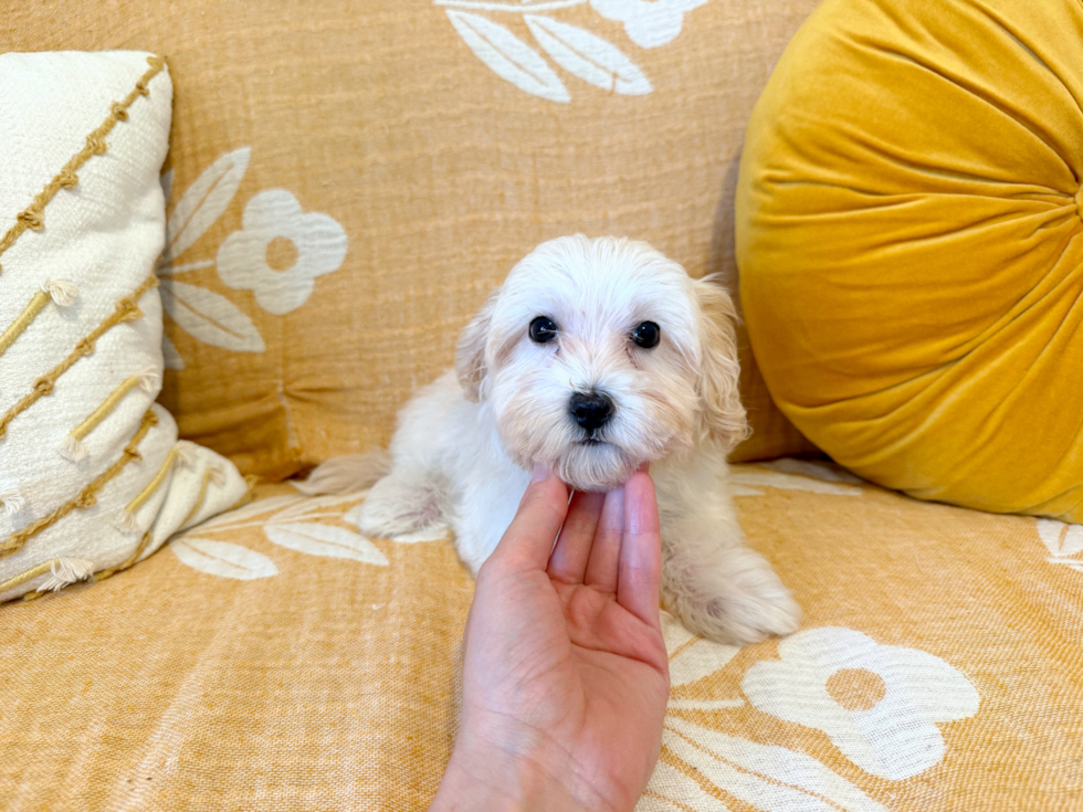 Maltipoo Puppy for Adoption