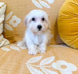 12 week old Maltipoo Puppy For Sale - Seaside Pups