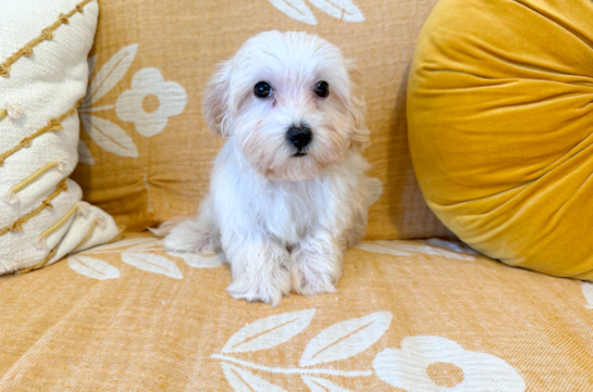 Maltipoo Pup Being Cute