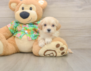 8 week old Maltipoo Puppy For Sale - Seaside Pups