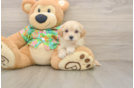 Sweet Maltipoo Baby