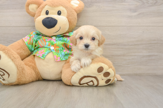 Sweet Maltipoo Baby