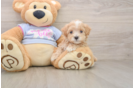 Sweet Maltipoo Baby