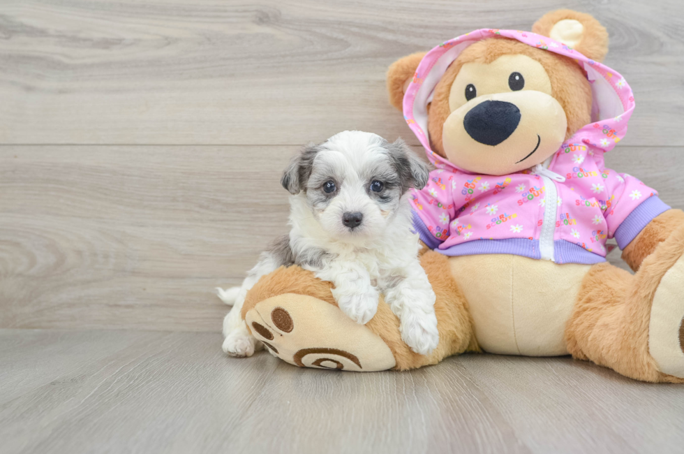 6 week old Maltipoo Puppy For Sale - Seaside Pups