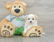 8 week old Maltipoo Puppy For Sale - Seaside Pups