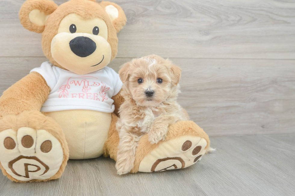 5 week old Maltipoo Puppy For Sale - Seaside Pups
