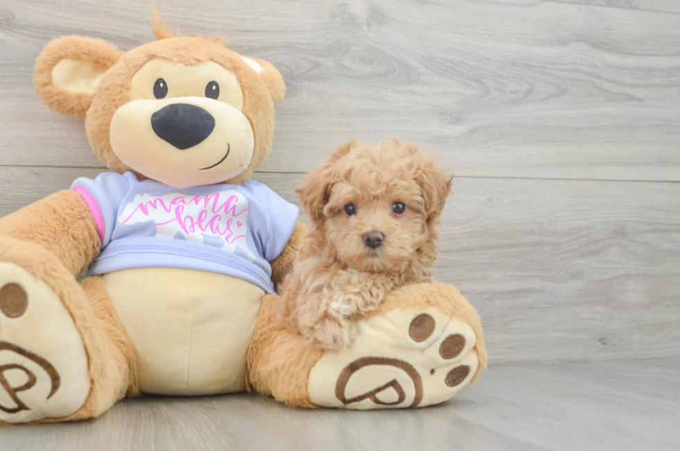 5 week old Maltipoo Puppy For Sale - Seaside Pups