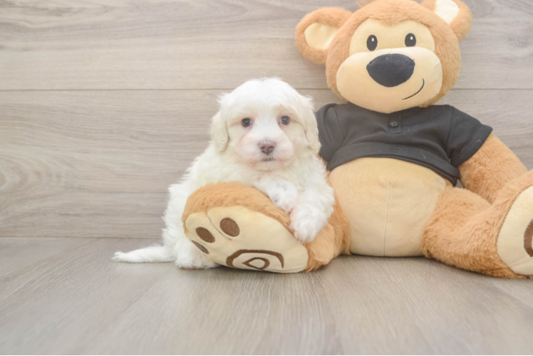 Energetic Maltidoodle Poodle Mix Puppy