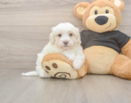 8 week old Maltipoo Puppy For Sale - Seaside Pups