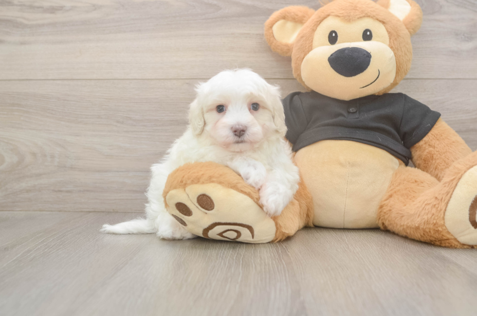 5 week old Maltipoo Puppy For Sale - Seaside Pups