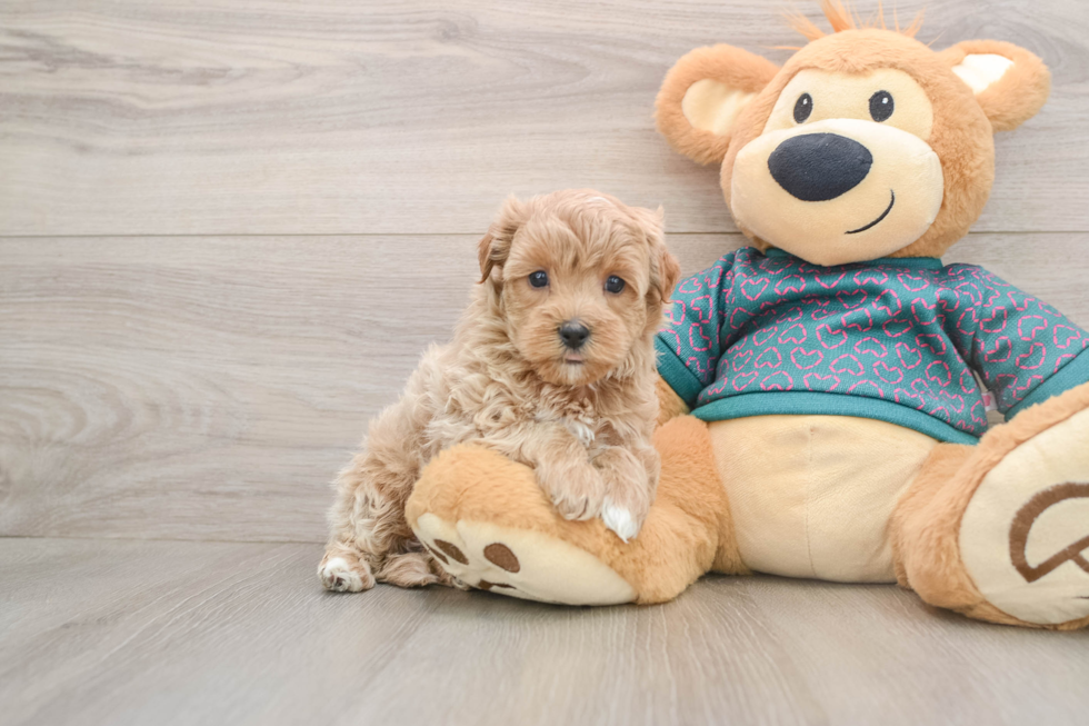 Maltipoo Pup Being Cute