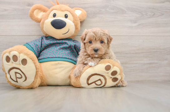 Fluffy Maltipoo Poodle Mix Pup