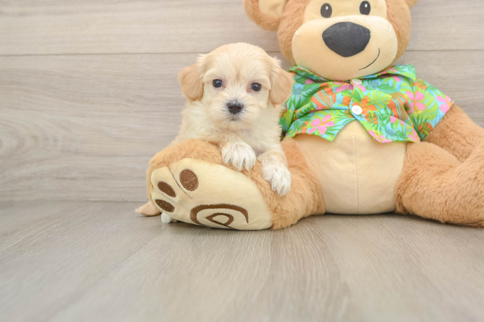 Funny Maltipoo Poodle Mix Pup