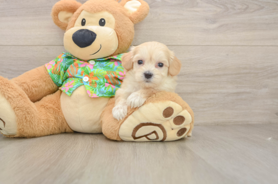 Happy Maltipoo Baby