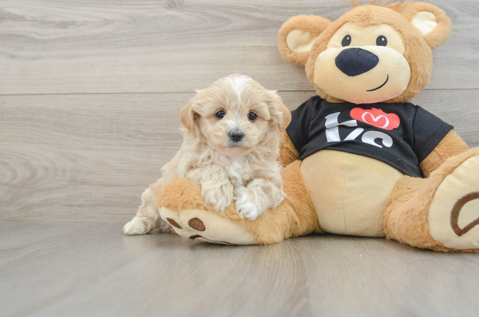 5 week old Maltipoo Puppy For Sale - Seaside Pups