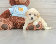 8 week old Maltipoo Puppy For Sale - Seaside Pups