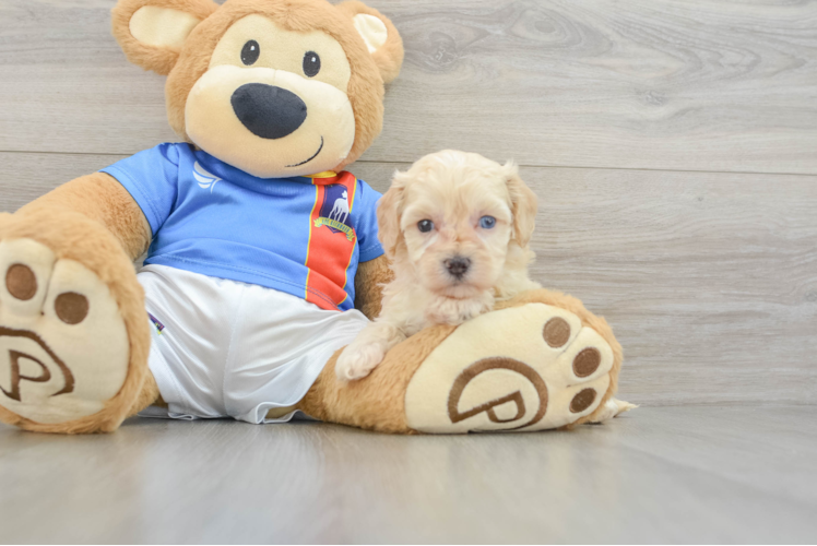 Funny Maltipoo Poodle Mix Pup