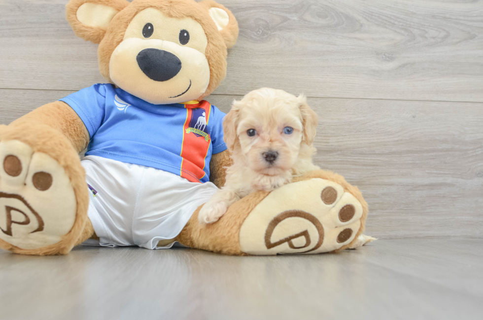 5 week old Maltipoo Puppy For Sale - Seaside Pups