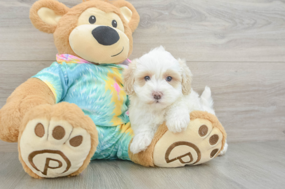 5 week old Maltipoo Puppy For Sale - Seaside Pups