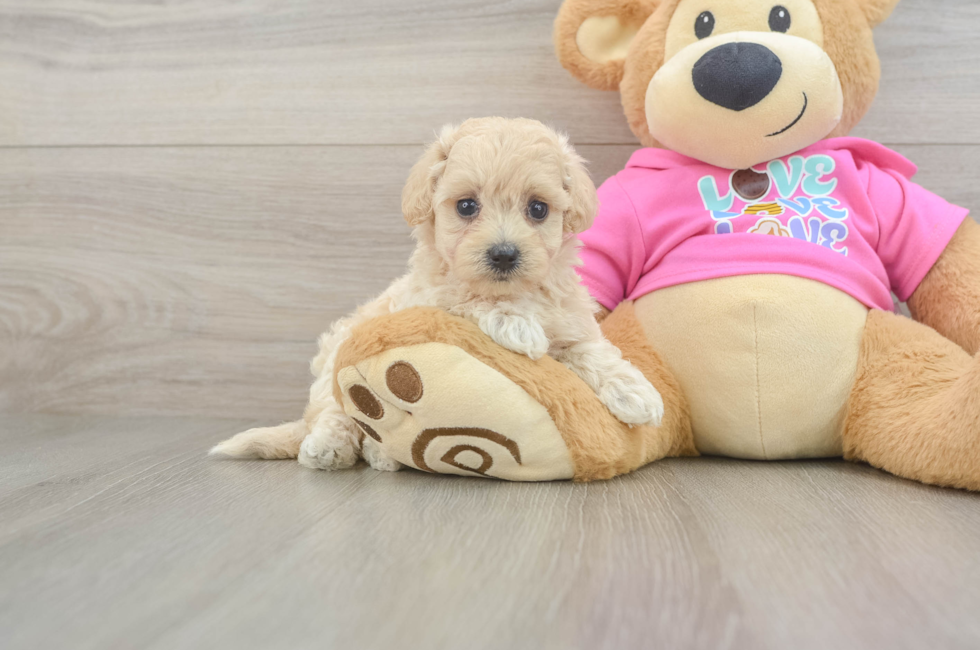 5 week old Maltipoo Puppy For Sale - Seaside Pups