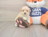 8 week old Maltipoo Puppy For Sale - Seaside Pups