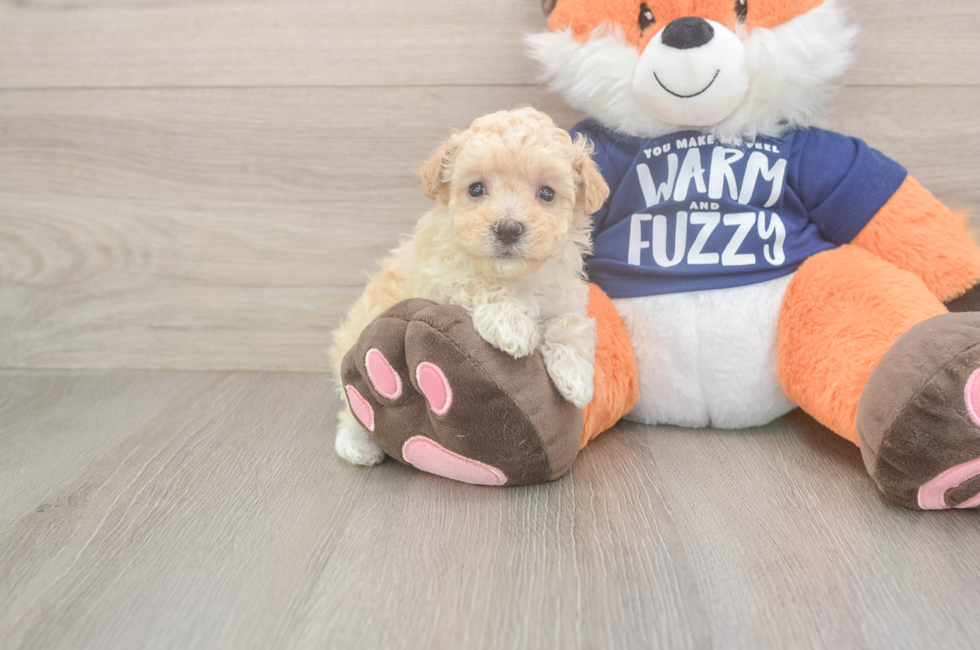 6 week old Maltipoo Puppy For Sale - Seaside Pups