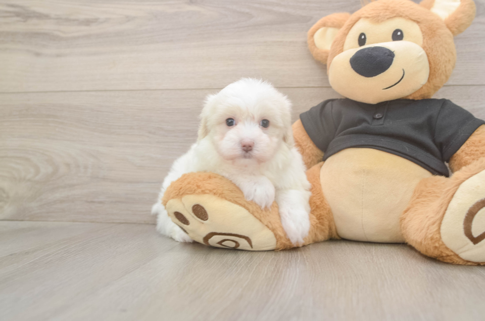 5 week old Maltipoo Puppy For Sale - Seaside Pups