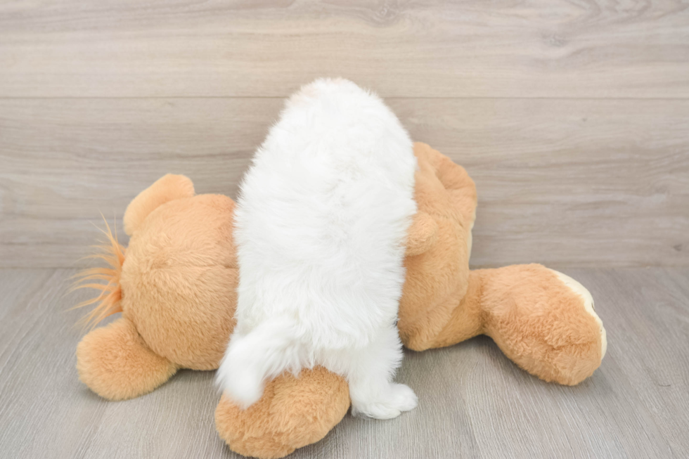 Friendly Maltipoo Baby