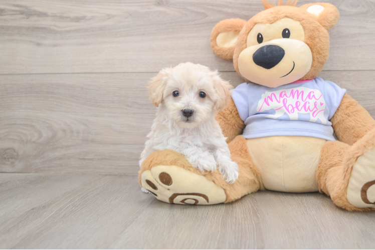 Maltipoo Puppy for Adoption