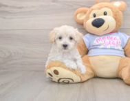 9 week old Maltipoo Puppy For Sale - Seaside Pups