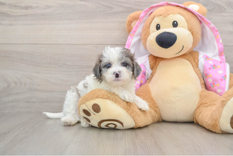 Sweet Maltipoo Baby