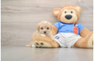 Funny Maltipoo Poodle Mix Pup