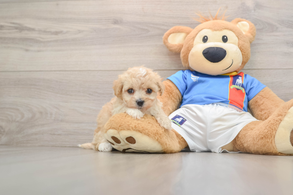 Funny Maltipoo Poodle Mix Pup