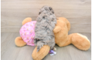 Friendly Maltipoo Baby