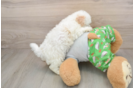 Best Maltipoo Baby