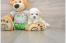 Petite Maltipoo Poodle Mix Pup