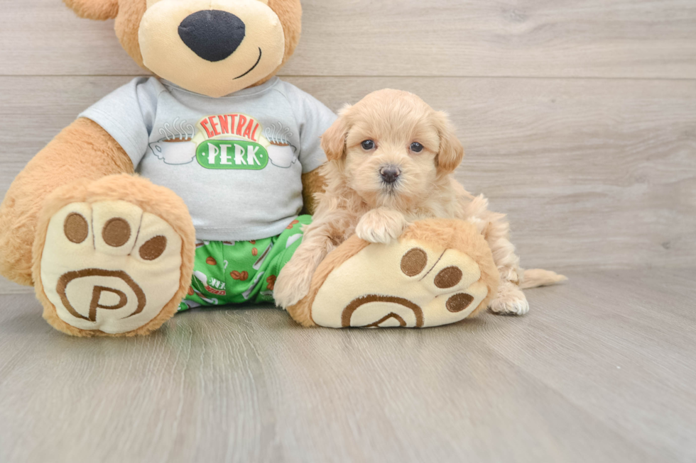 Playful Maltepoo Poodle Mix Puppy