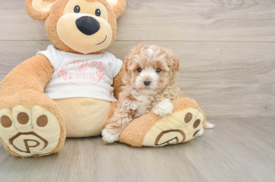 ANGELINA, a Maltipoo littermate