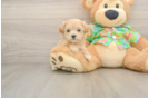 Best Maltipoo Baby