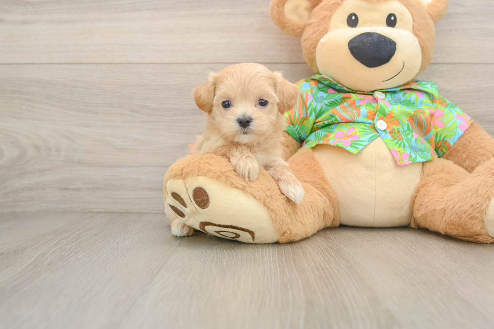 Best Maltipoo Baby