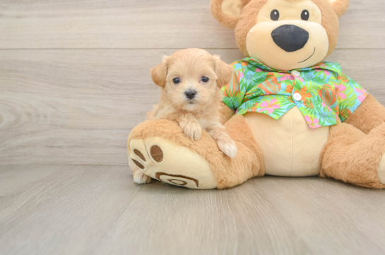 Best Maltipoo Baby