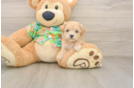 Best Maltipoo Baby