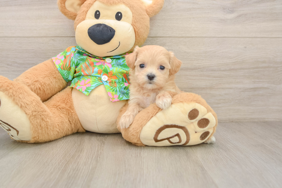Best Maltipoo Baby