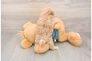 Little Multipoo Poodle Mix Puppy