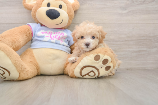 Cute Maltipoo Baby