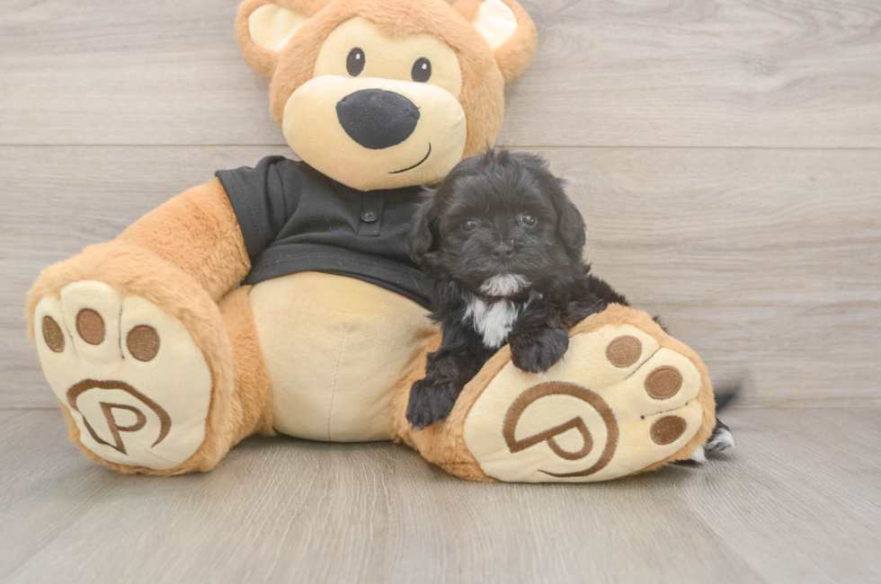 5 week old Maltipoo Puppy For Sale - Seaside Pups