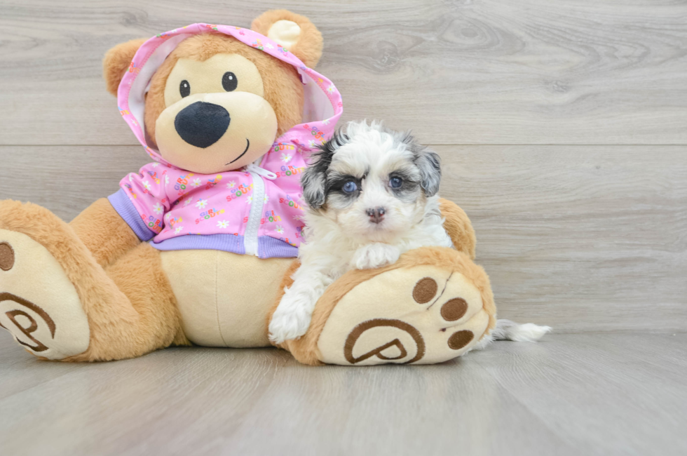 6 week old Maltipoo Puppy For Sale - Seaside Pups