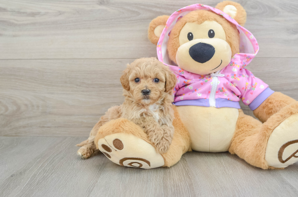 5 week old Maltipoo Puppy For Sale - Seaside Pups