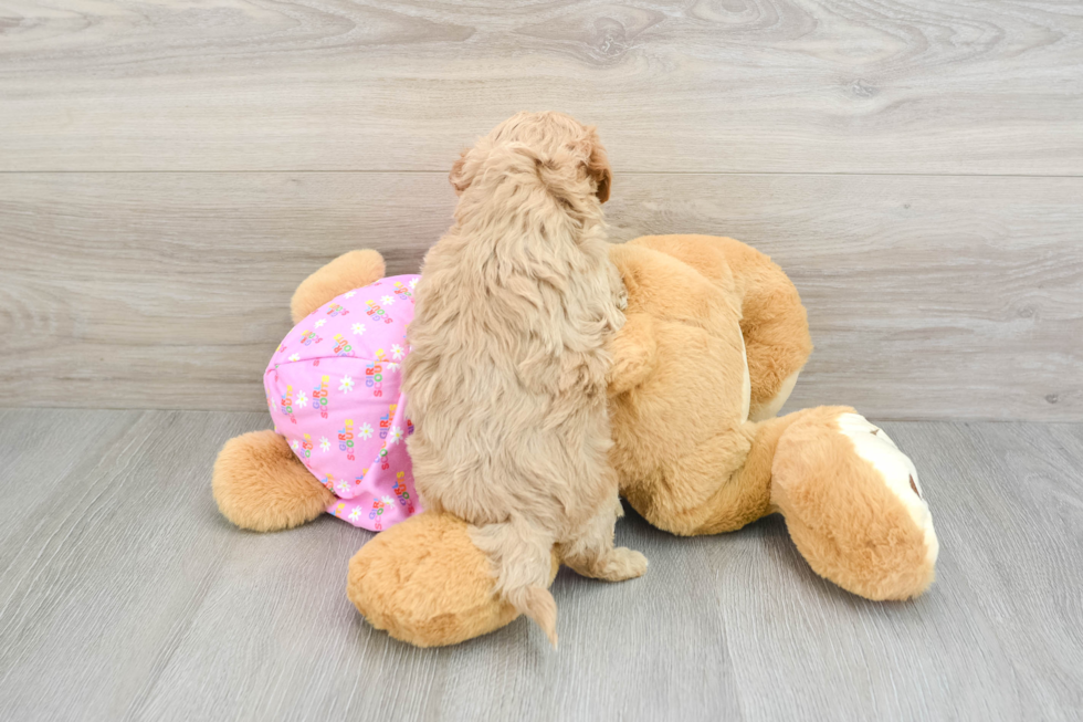 Maltipoo Pup Being Cute